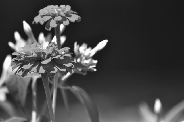 100718D9_43033.jpg
