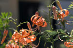 100718D9_4289.jpg
