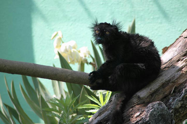 007_0705191442D_2564kurokitunemale.jpg