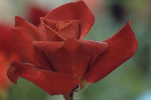 070520hD7_2973Blacktea_e.jpg