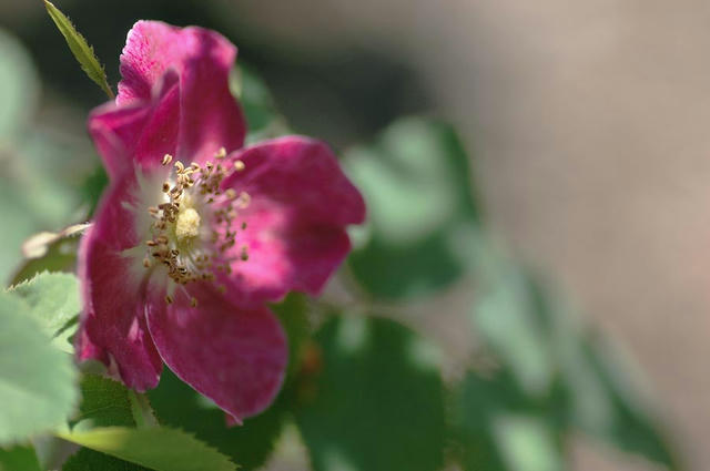 070520pD_2757pendulina_e.jpg