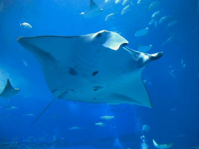 10 10 28 沖縄 ９ ３５ 沖縄美ら海水族館 ４ 尖晶石ノート