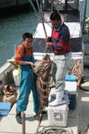 080422-ara01.jpg