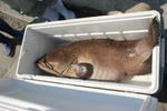 080422-ara02.jpg