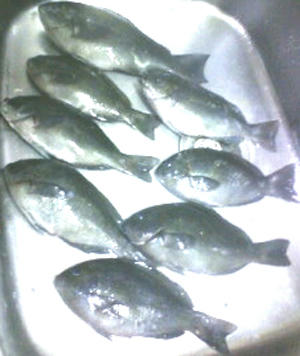 1217050.jpg