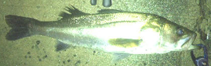 1004001.jpg