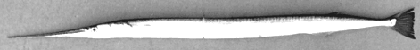 1105002.gif