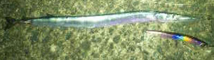 1005012.jpg
