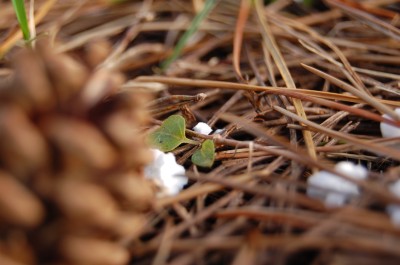 発砲スチロール（子分）