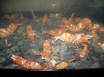 IMGP2613.JPG