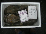 IMGP3152.JPG