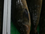 IMGP3148.JPG