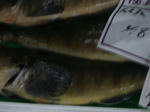 IMGP3147.JPG