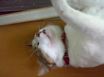 20080720.jpg