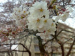 20090404.jpg
