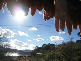 IMG_1226.jpg