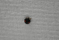 080614_nihosi.JPG