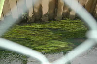 101031_dobu.JPG