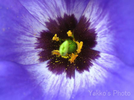 flower-2