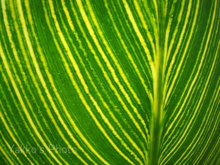flower-4