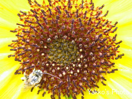 flower-5