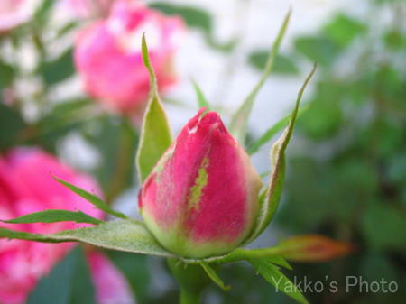 flower-6