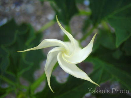 flower-7