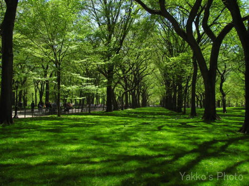 central park-5