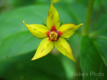 flower-8