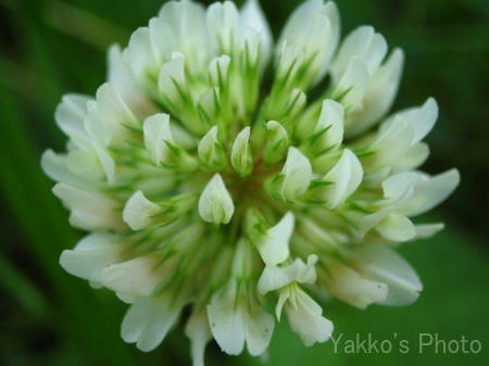 flower-9