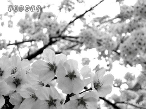 IMG_2624mono.jpg