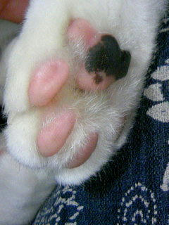 kanta-niku.JPG