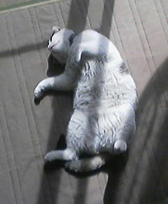 neko2.jpg