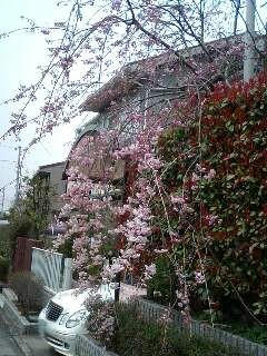 枝垂桜