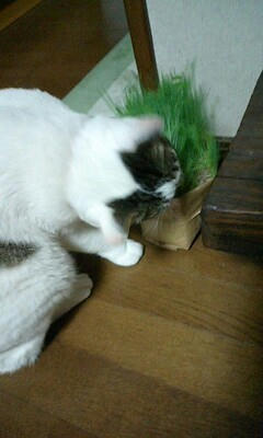 猫草をたべるカンちゃん