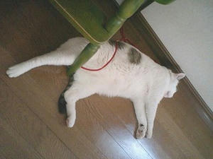 変なスタイル･･･