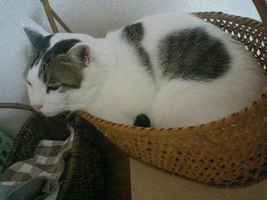 はいっちゃったかんちゃん