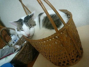 はいっちゃったかんちゃん