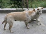 小MA
