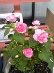 rose01.jpg
