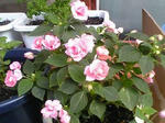 rose02.jpg