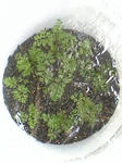 nizin0706.jpg