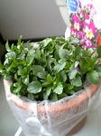 panzi0703.jpg