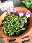 panzi0705.jpg