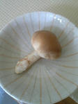 kinoko0709.jpg