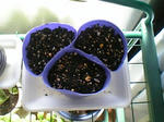 kingyo0701.jpg