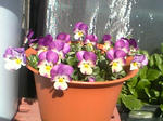 panzi0710.jpg