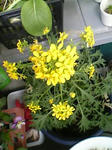 mizuna0801_04.jpg