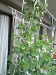 endou0801_10.jpg