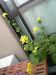 komatuna0801_12.jpg